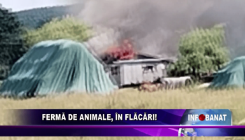 Fermă de animale, în flăcări