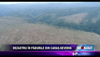 Dezastru în pădurile din Caraș-Severin