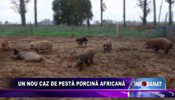 Un nou caz de peste porcină africană