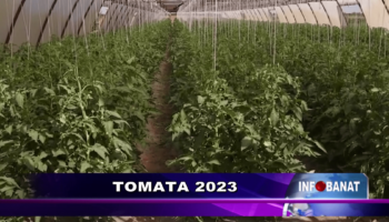 Tomata 2023