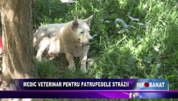 Medic veterinar pentru patrupedele străzii