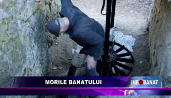 Morile Banatului