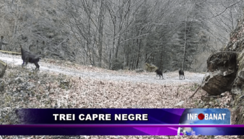 Trei capre negre