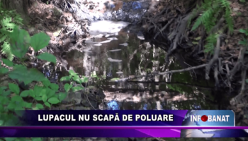 Lupacul nu scapă de poluare