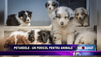 Petardele – un pericole pentru animale