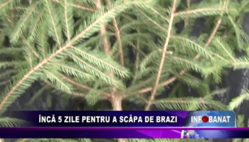 Încă 5 zile pentru a scăpa de brazi