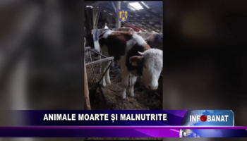 Animale moarte și malnutrite