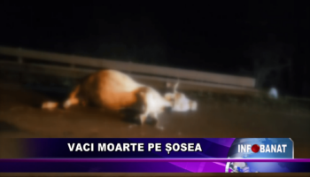 Vaci moarte pe șosea