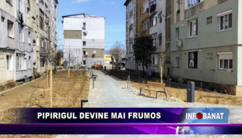 Pipirigul devine mai frumos