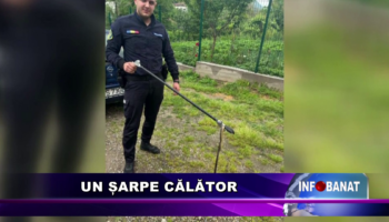 Un șarpe călător