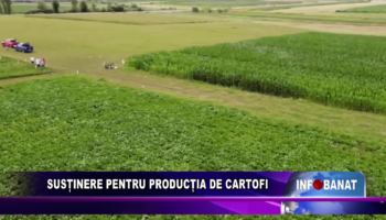 Susținere pentru producția de cartofi