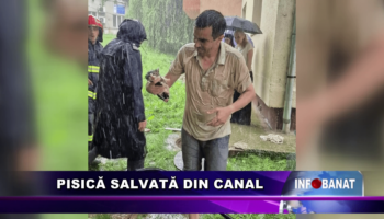 Pisică salvată din canal