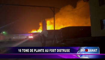 16 tone de plante au fost distruse