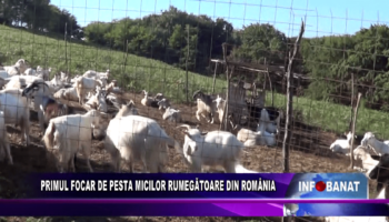 Primul focar de pesta micilor rumegătoare din România