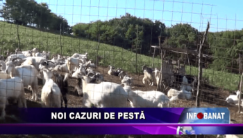 Noi cazuri de pestă