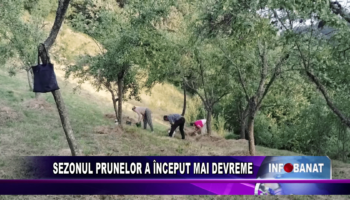 Sezonul prunelor a început mai devreme