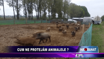 Cum ne protejăm animalele?