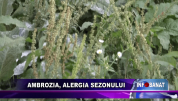 Ambrozia, alergia sezonului