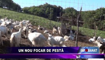 Un nou focar de pestă