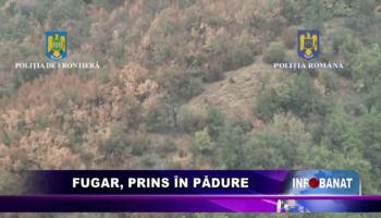 Fugar, prins în pădure