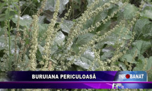 Buruiana periculoasă