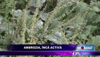 Ambrozia, încă activă