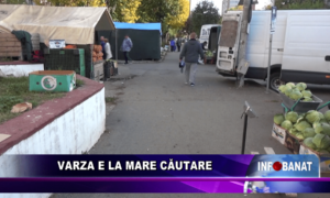 Varza e la mare căutare