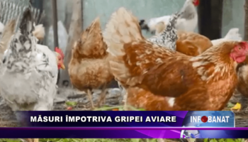 Măsuri împotriva gripei aviare