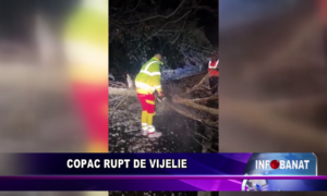 Copac rupt de vijelie