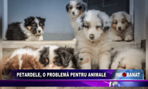 Petardele, o problemă pentru animale