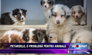 Petardele, o problemă pentru animale