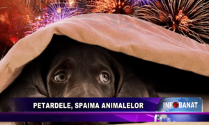 Petardele, spaima animalelor