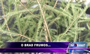 O brad frumos…