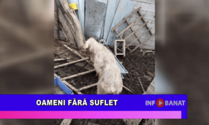 Oameni fără suflet