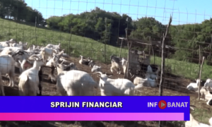 Sprijin financiar