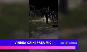 Vindea câini prea mici