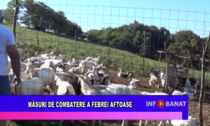 Măsuri de combatere a febrei aftoase